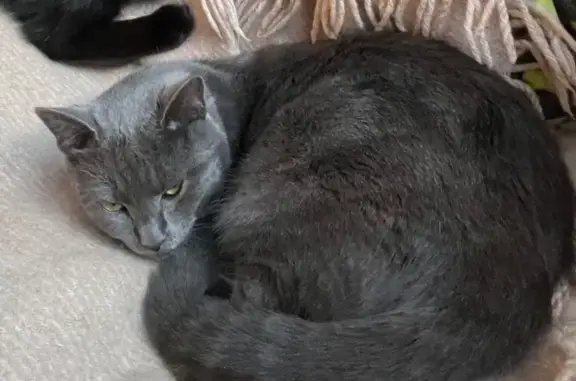 Chatte peureuse disparue à Boucau - photo