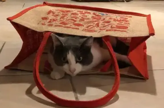 Chatte grise-blanche disparue à Montfort - photo