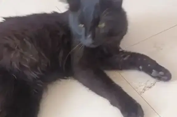 Chat trouvé Flaviac, photo: Jeune chat noir trouvé à Flaviac