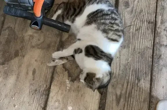 Animaux trouvés , photo: Chat trouvé Rue du Mont, Fournets-Luisans