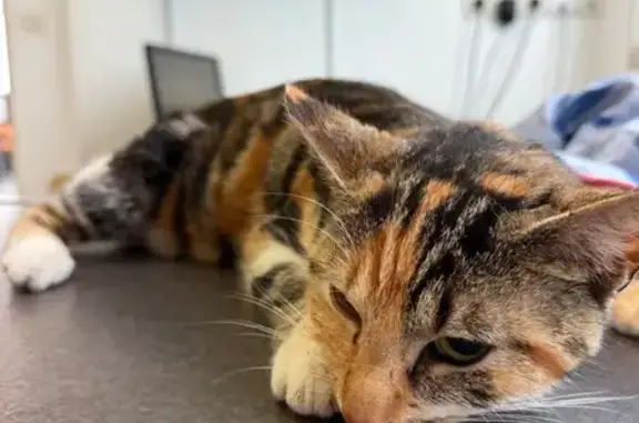 Chat trouvé , photo: Chat retrouvé à Parigné-l'Évêque