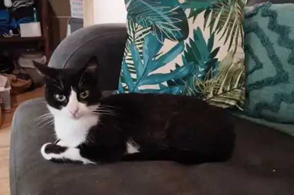 Chat perdu, Égletons, photo: Chatte noire/blanche perdue, Égletons