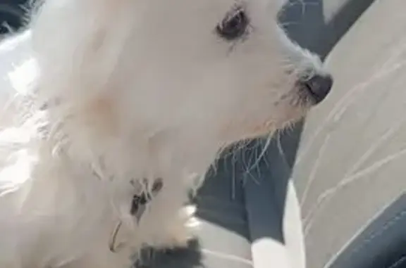 Chien trouvé à Mazingarbe, aide recherchée - photo