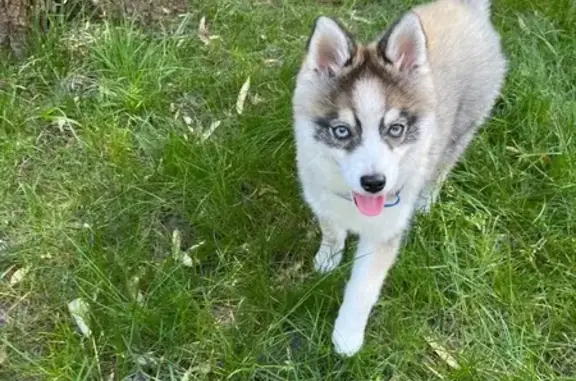 Chien trouvé Igny, photo: Chiot husky trouvé à Igny