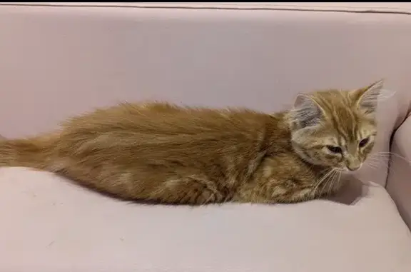 Animaux perdus Cagnes-sur-Mer, photo: Chat roux perdu, puce vérifiable vétérinaire