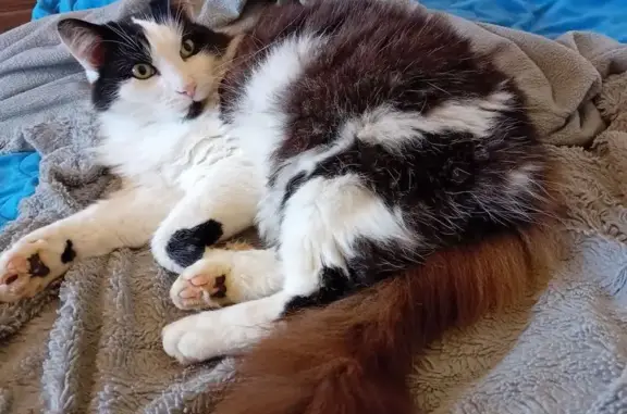 Chat perdu, Sées, photo: Chat noir et blanc perdu à Sées