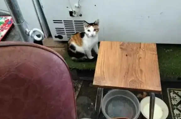 Chat perdu, Polignac, photo: Chatte tricolore perdue à Polignac