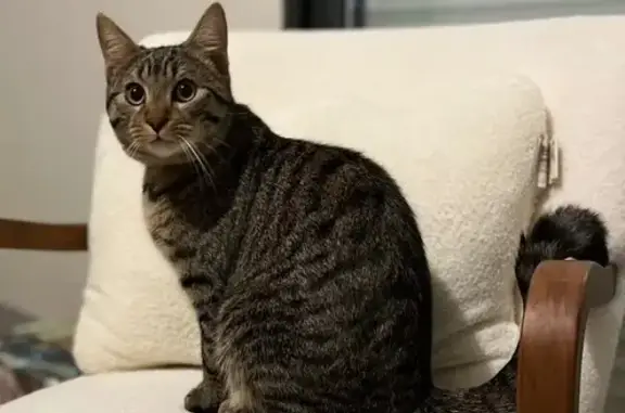 Watson, chat tigré perdu à Limoges - photo