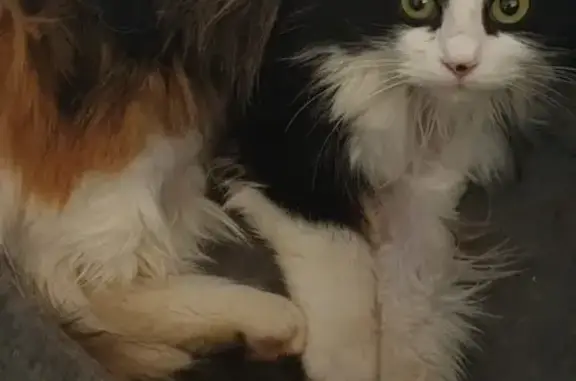 Chatte peureuse disparue à Custines - photo