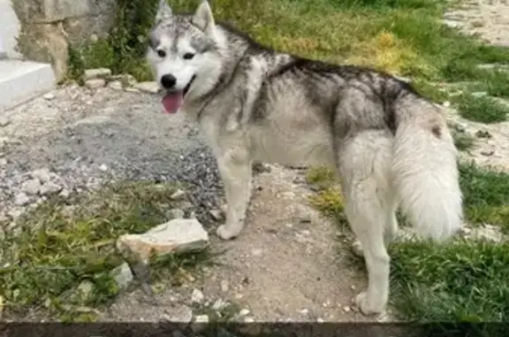 Husky noir et blanc trouvé à Ceaux-en-Loudun - photo