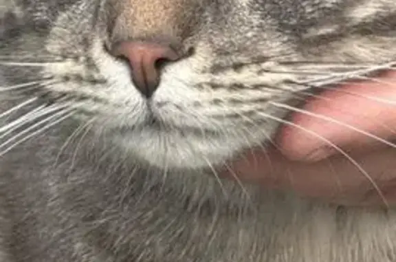 Chat trouvé Champagne-sur-Oise, photo: Chat trouvé Rue Jules Picard, Champagne