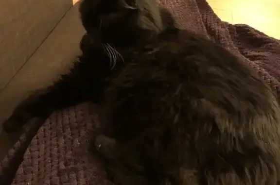 Animaux perdus Neuilly-sur-Marne, photo: Chat noir âgé perdu à Neuilly-sur-Marne
