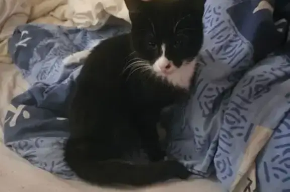 Chaton noir et blanc trouvé à Annonay - photo