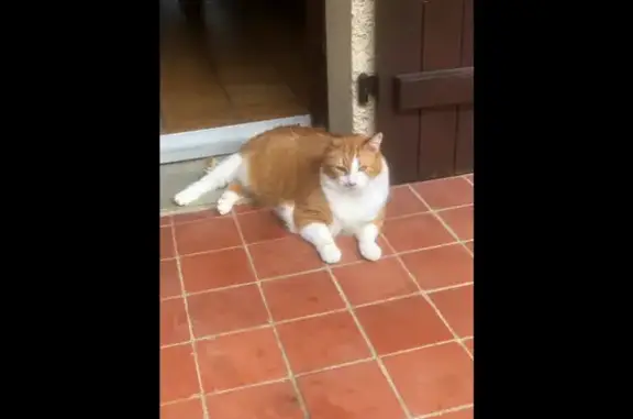 Pinocchio, chat roux et blanc perdu à Lestiou - photo