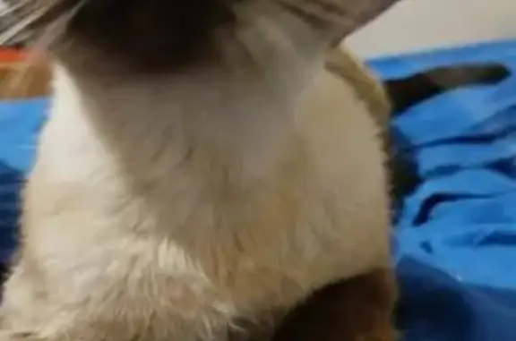 Chat trouvé Maubeuge, photo: Chatte siamoise accidentée, sociable, Maubeuge