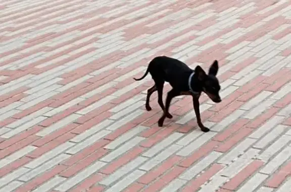 Perro negro perdido en Trinita...