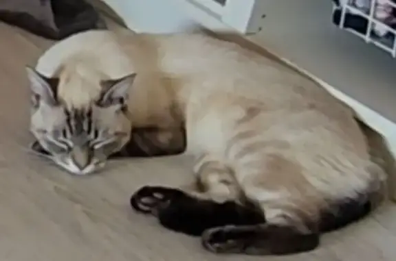 Chat siamois disparu à Sardon - photo