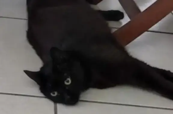 Chat noir peureux perdu à Vayres - photo
