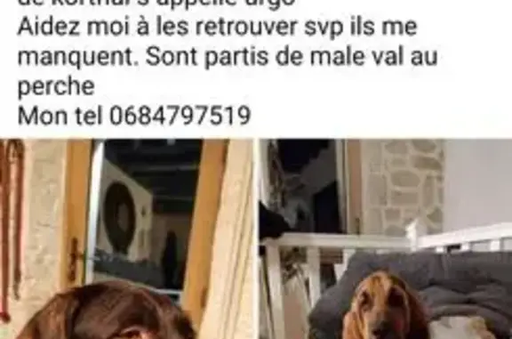 Chien perdu, Les Margottières, Val-au-Perche - photo