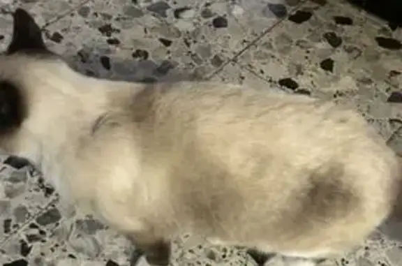 Chat perdu, Coco, Hameau des Grandes Flaches - photo