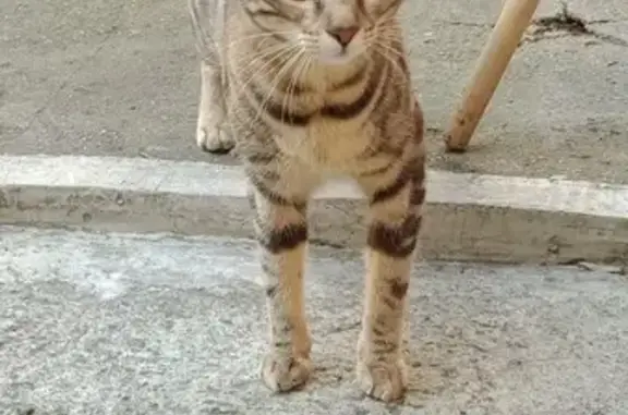 Chatte trouvée rue de la Concorde, Toulouse - photo