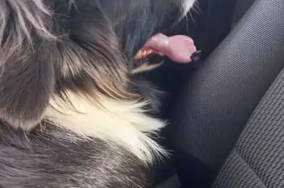 Chien trouvé Quessoy, photo: Border Collie non castré trouvé à Quessoy