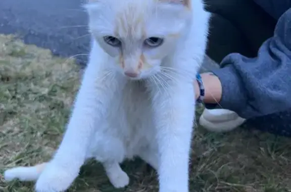 Chat trouvé Nouvelle-Aquitaine, photo: Chat blanc aux oreilles rousses trouvé à Laluque