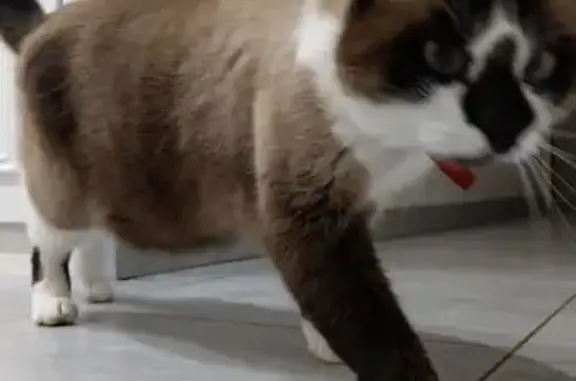 Animaux perdus , photo: Chat perdu : mâle croisé siamois, pucé