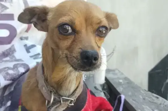 Chihuahua Café Encontrado en C...