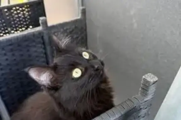 Chatte Nyx perdue, Rue de la Vernaz - photo