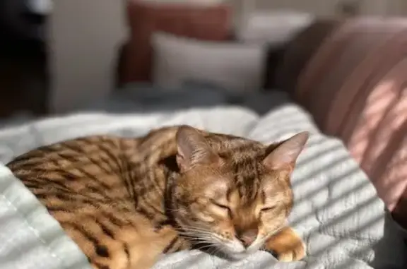 Lost and found pets , photo: Loud Lost Cat on West 96th Ave