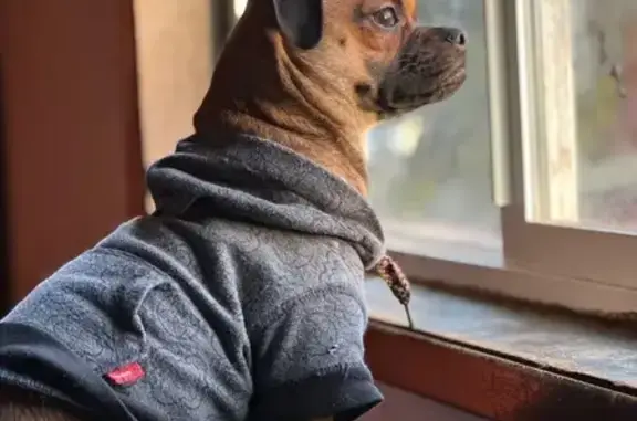 Missing dog Albany, photo: Lost: Brown Chihuahua/Pug Mix in Albany