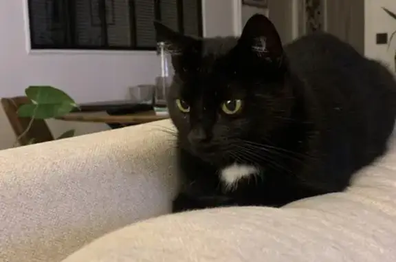Animaux perdus Chelles, photo: Chat noir et blanc perdu à Chelles
