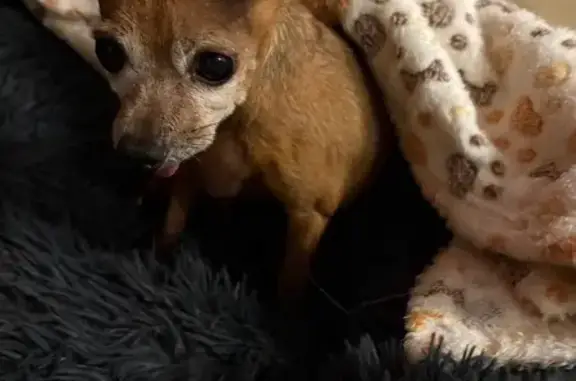 Chien trouvé Volmerange-les-Mines, photo: Pinscher nain mâle trouvé à Volmerange