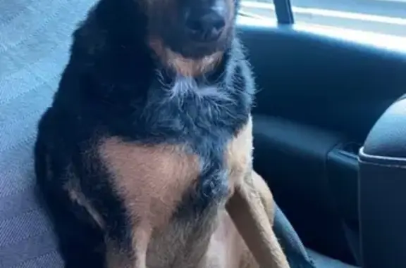 Chien perdu , photo : Chien perdu à Pourcieux, contactez-moi !