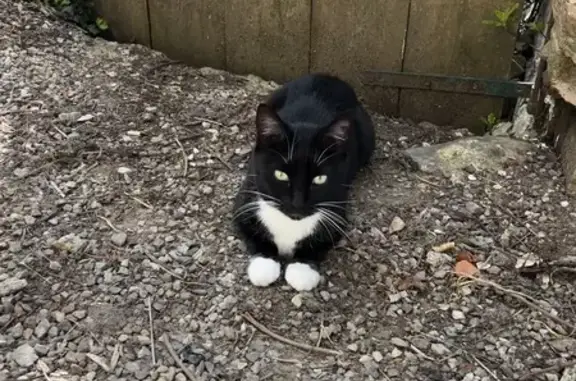 Animaux trouvés Flassans-sur-Issole, photo: Chat femelle noir et blanc trouvé à Flassans