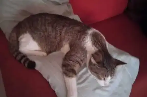 ¡Gato Gris y Blanco Perdido en Figueres!