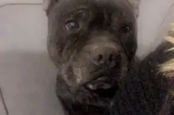 Animaux perdus , photo: Staffy noir perdu à Marseille