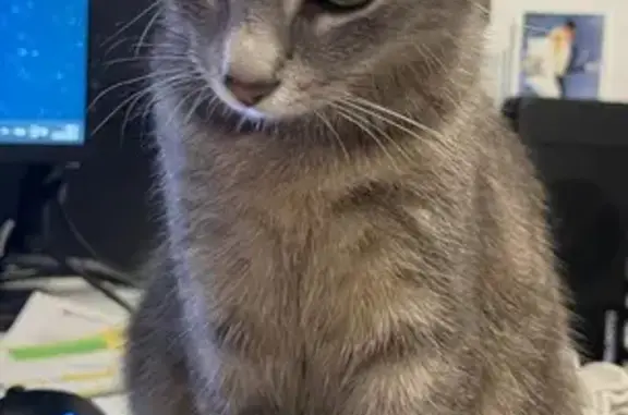 Chat perdu, Gennevilliers, photo: Chatte grise disparue à Gennevilliers