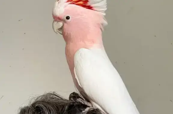 Animaux perdus , photo: Perdu : Cacatoès Leadbetter, 3 ans, Lacabarède