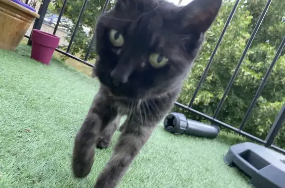 Chat perdu, Montlhéry, photo: Chat Deivy disparu à Montlhéry