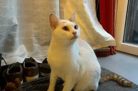 Chat crème avec taches rousses trouvé Olivet - photo