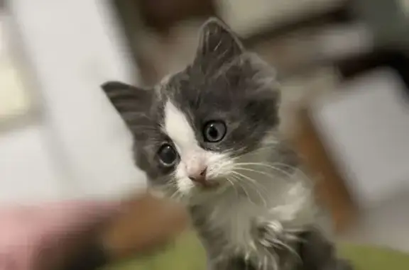 Chat perdu, Sées, photo: Chat gris et blanc perdu à Sées