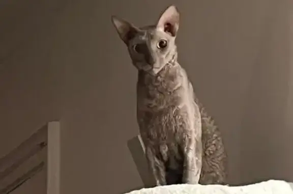 Chat perdu, Lorient, photo: Aubergine, chat Cornish Rex perdu à Lorient
