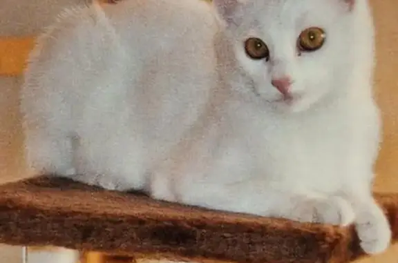 Animaux perdus Vénissieux, photo: Chatte blanche MiMiNE perdue à Vénissieux