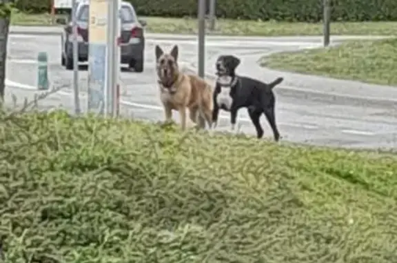 Chiens trouvés devant SuperU Aigueblanche - photo