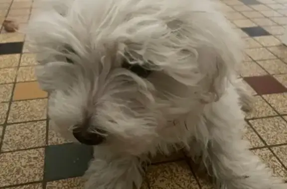 Chien trouvé Carhaix-Plouguer, photo: Petit chien blanc trouvé à Carhaix