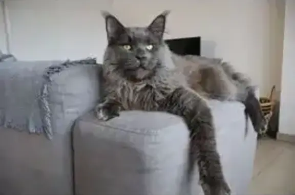 Maine Coon gris disparu à Montbrison - photo
