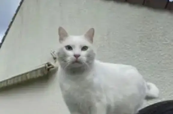 Chat perdu, , photo: Chat blanc mâle perdu à Bazinghen