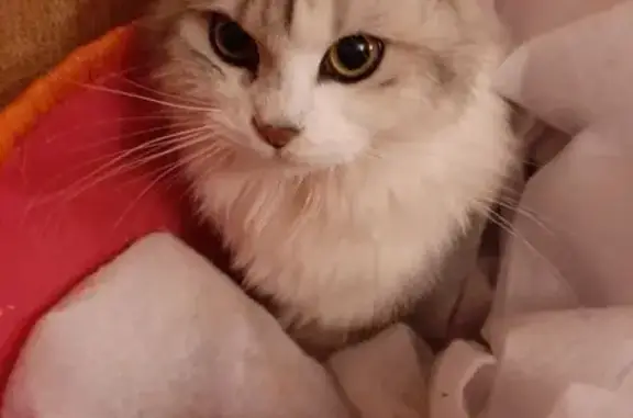 Chat perdu, Montsûrs, photo: Chatte blanche perdue à Montsûrs